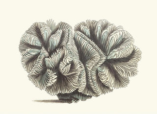 George Shaw - Curled Madrepore.webp
