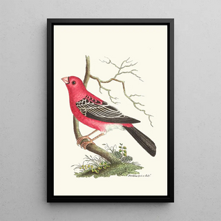 George Shaw - Greater Bulfinch.webp