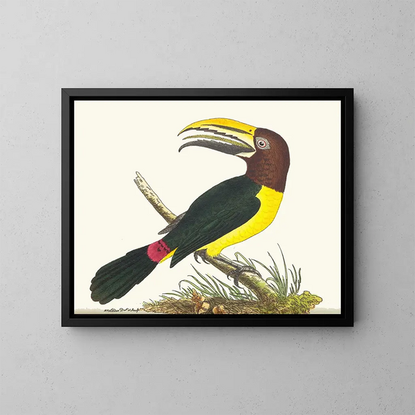 Toucan zielony - George Shaw — oprawiony obraz na ścianie