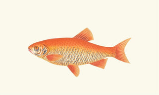George Shaw - Orange Carp.webp