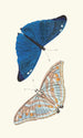 Papilio Adonis - George Shaw — widok dzieła