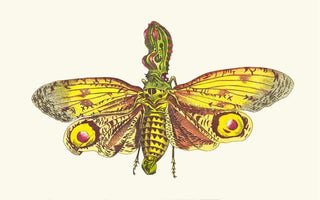 George Shaw - THE GREAT LANTHORNFLY.webp