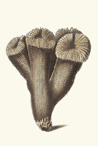 George Shaw - Thistle Madrepore.webp