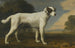 Biały pies Vicomte Gormanston - George Stubbs — widok dzieła