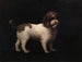 Spaniel d'eau - George Stubbs — widok dzieła