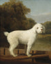 Biały pudel na tle punktu - George Stubbs — widok dzieła