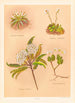 Celmisia longifolia Celmisia glandulosa Olearia ilicifolia - Georgina Burne Hetley — widok dzieła