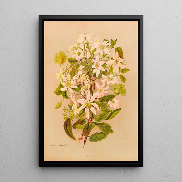 Clematis indivisa - Georgina Burne Hetley — oprawiony obraz na ścianie