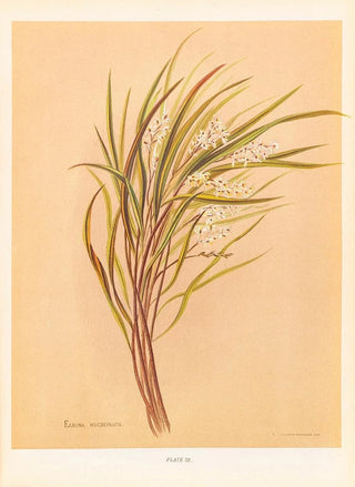 Georgina Burne Hetley - Earina Mucronata.webp