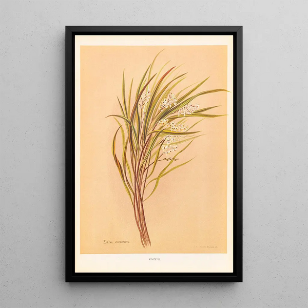 Earina mucronata - Georgina Burne Hetley — oprawiony obraz na ścianie