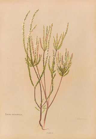 Georgina Burne Hetley - Epacris Microphylla.webp