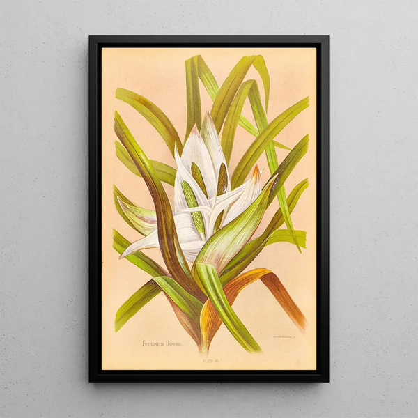 Freycinetia banksii - Georgina Burne Hetley — oprawiony obraz na ścianie