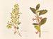 Fuchsia procumbens - Georgina Burne Hetley — widok dzieła