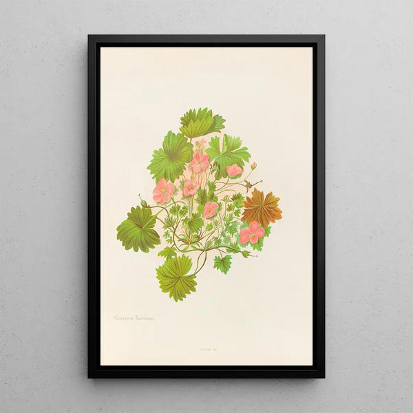 Geranium traversii - Georgina Burne Hetley — oprawiony obraz na ścianie
