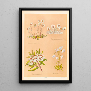 Georgina Burne Hetley - Gnaphalium Bellidioides Gnaphalium Grandiceps.webp