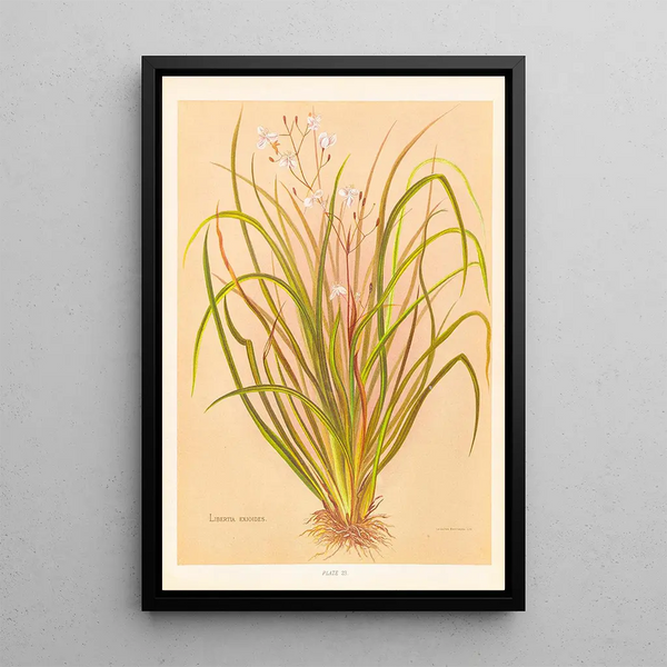 Libertia exioides - Georgina Burne Hetley — oprawiony obraz na ścianie