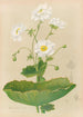 Lys des montagnes - Georgina Burne Hetley — widok dzieła