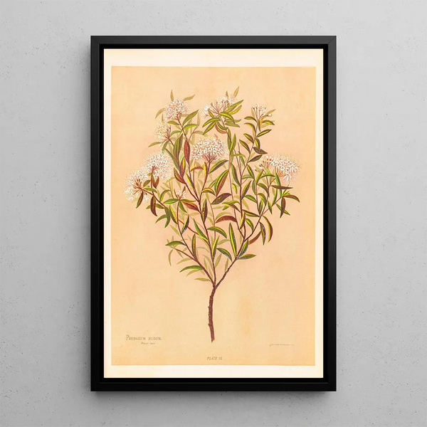 Georgina Burne Hetley - Phebalium Nudum.webp