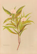 Pimelea longifolia - Georgina Burne Hetley — widok dzieła