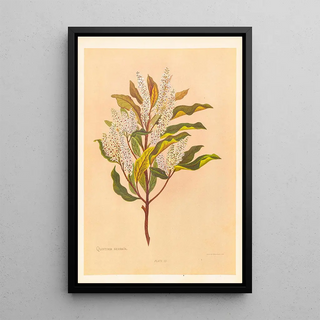 Georgina Burne Hetley - Quintinia Serrata.webp