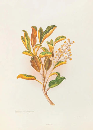 Georgina Burne Hetley - Selecio Eleagnifolius.webp