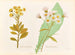 Senecio robuste Senecio Hectori - Georgina Burne Hetley — widok dzieła