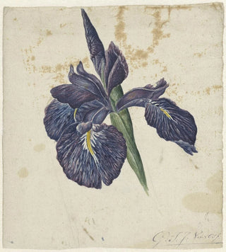 Georgius Jacobus Johannes van Os - Iris.webp