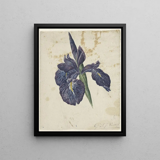 Georgius Jacobus Johannes van Os - Iris.webp