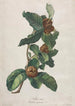 Neflier cultivé Mespilus germanica - Gerard van Spaendonck — widok dzieła