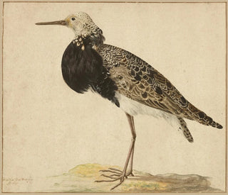 Ruff w pozycji stojącej - Gerardus van Veen — widok dzieła