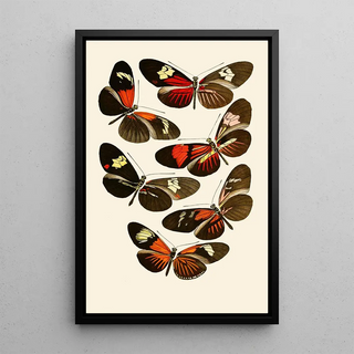 Gesellschaft Isis in Dresden - Deutsche entomologische Zeitschrift pl 6.webp