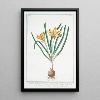 Giorgio Bonelli - Lilionarcissus luteus autumnalis major Colchico giallo Lisnarcisse colchicum autumn crocus fall crocus.webp