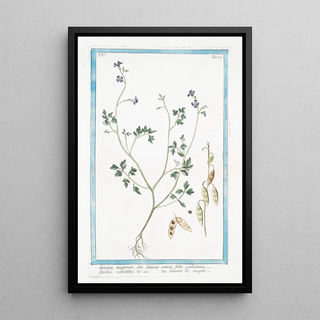 Giorgio Bonelli - Lunaria magorum sive Lunaria annua floliis cardamnae floribus rubentibus c Lunaria de maghi Annual honesty Silver dollar.webp