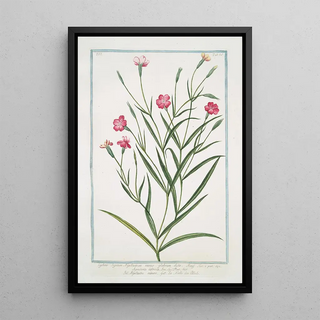 Giorgio Bonelli - Lychnis Segetum Nigellastrum minus glabrum dicta Agrostema Celirosa Nigellastro minore La Nielle des Bleds Black catchfly.webp