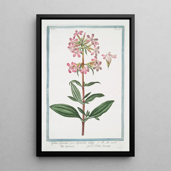Giorgio Bonelli - Lychnis sylvestris quae Saponaria vulgo Saponara Le Lichnis sauvage.webp