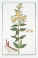 Lysimachia lutea major qu Discoridis foliis ternis Lysimaque - Giorgio Bonelli — widok dzieła