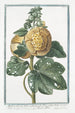 Malva Rosea folio subrotundo flore pleno luteo et subluteo Mauve Rose - Giorgio Bonelli — widok dzieła