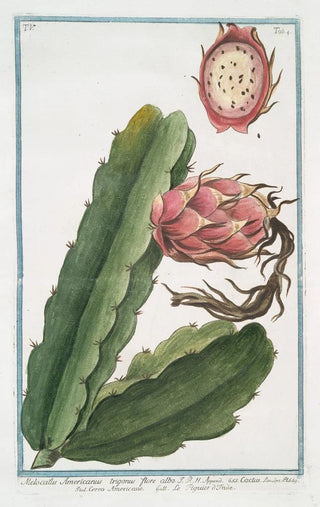 Giorgio Bonelli - Melocactus Americanus trigonus flore albo Cactus Cereo Americano figuier dInde.webp