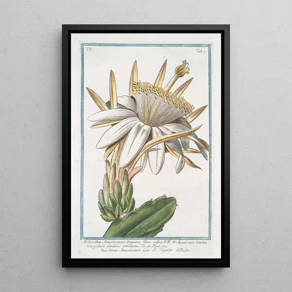 Giorgio Bonelli - Melocactus Americanus trigonus flore albo Cereo Americano Le figuier oInde Cactus melon.webp