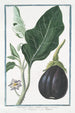 Melongena fructu oblongo violaceo Marignano Mayenne Pomme folle - Giorgio Bonelli — widok dzieła