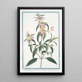 Giorgio Bonelli - Monarda puntata floribus verticillatis Spotted bee balm Horse mint with blooming flowers.webp