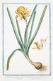 Narcissus flavus tubo oblongo rotundo in margine fimbriato Trombone Narcisse jaune - Giorgio Bonelli — widok dzieła