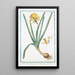 Narcissus flavus tubo oblongo rotundo in margine fimbriato Trombone Narcisse jaune - Giorgio Bonelli — oprawiony obraz na ścianie