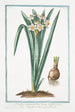 Narcissus montanus flore lacteo cratere flavo Tazzetta di Prato Narcisse - Giorgio Bonelli — widok dzieła
