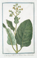 Nicotiana minor Erba Regina Tabacco Nicotiane ou Tabac ou Herbe la Rhine Tabac - Giorgio Bonelli — widok dzieła