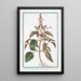 Ocimum foliis ex viridi violaceis dentatis floribus suave rubentibus Basilico sanguigno Basilic - Giorgio Bonelli — oprawiony obraz na ścianie