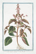Ocimum foliis ex viridi violaceis dentatis floribus suave rubentibus Basilico sanguigno Basilic - Giorgio Bonelli — widok dzieła