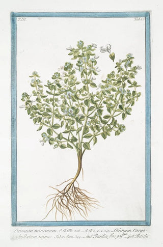 Giorgio Bonelli - Ocimum miinimum Ocimum Caryophyllatum minus Basilico fino garlato Basilic Basil bush.webp