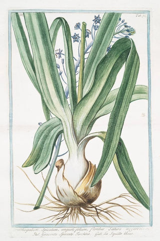 Giorgio Bonelli - Ornithogalum spicatum angustifolium floribus sature azzurreis Giacinto spicato torchino La Sqiulle bleue Spiked StarofBethlehem.webp