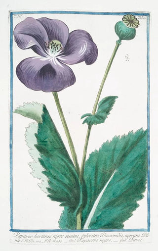 Giorgio Bonelli - Papaver hortense nigro semine sylvestre Discoridis nigrum Plnii Papavero negro Poppy.webp